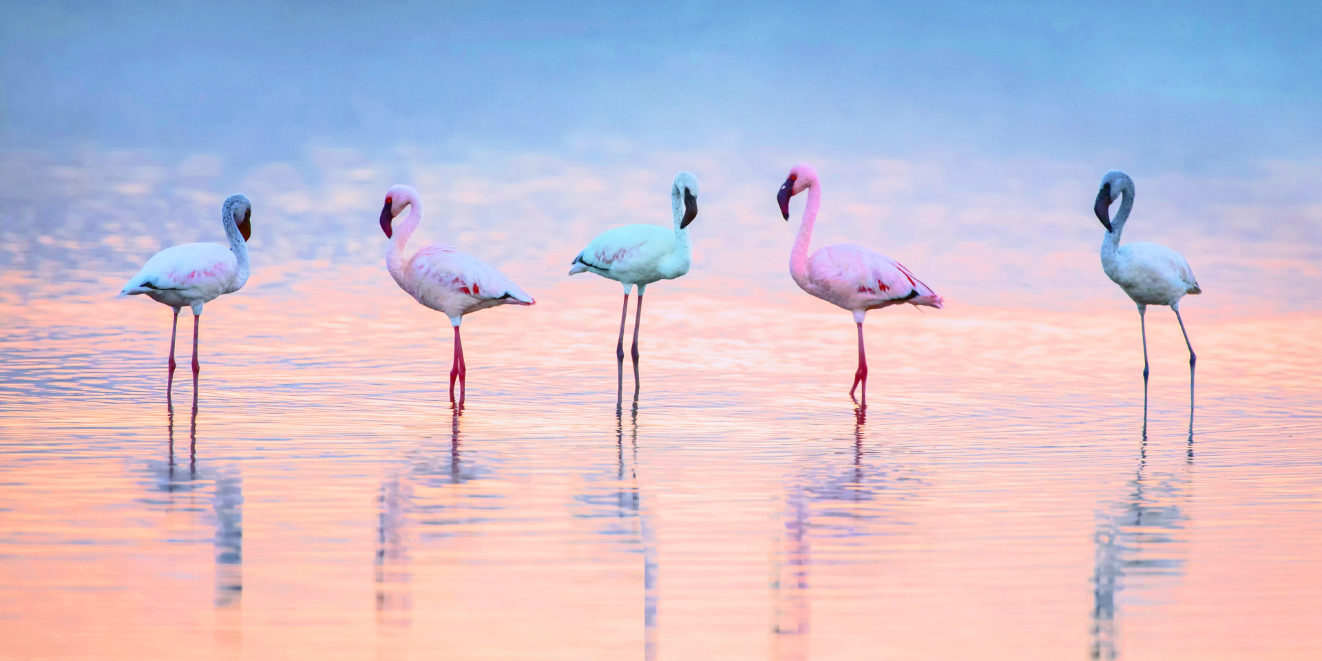 nakuru-flamingos