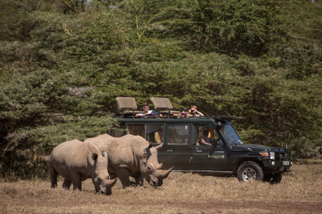 Rhino Extravaganza at Solio Lodge