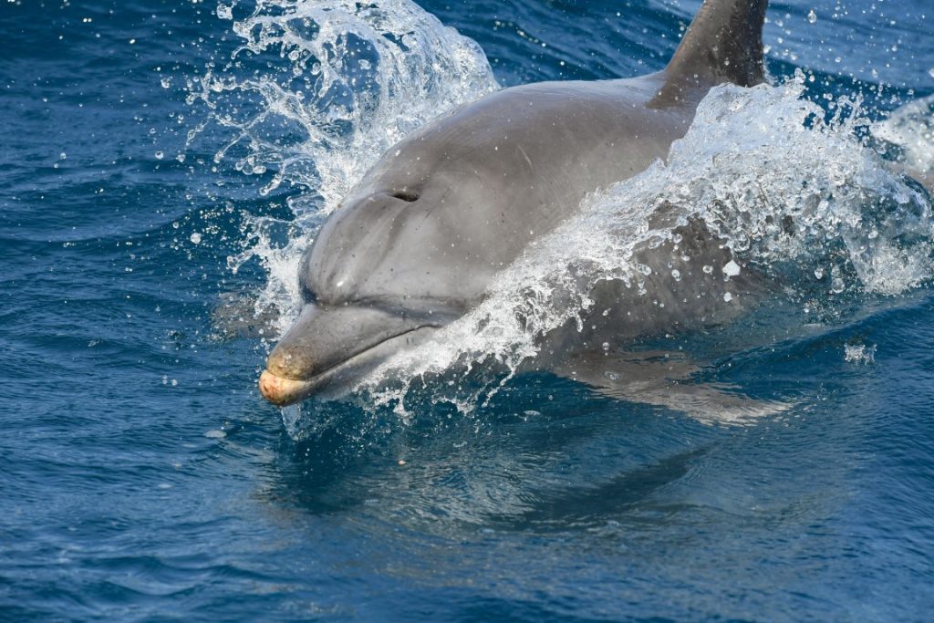 Swimming With The Dolphins