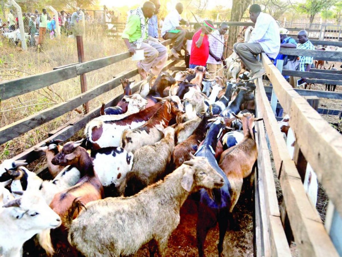 Kimalel Goat Auction