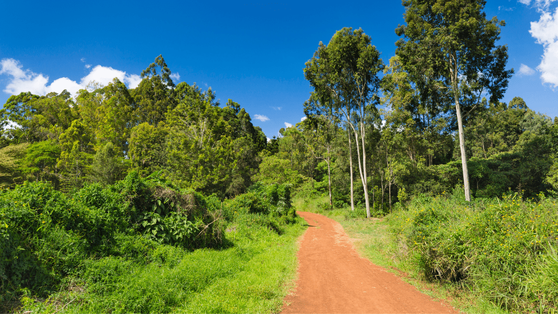 Karura Forest