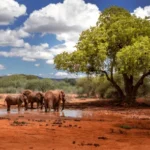 Amboseli Sopa Lodge