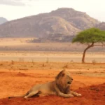 Lion’s Bluff Lodge