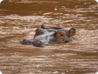 Samburu Intrepids Camp