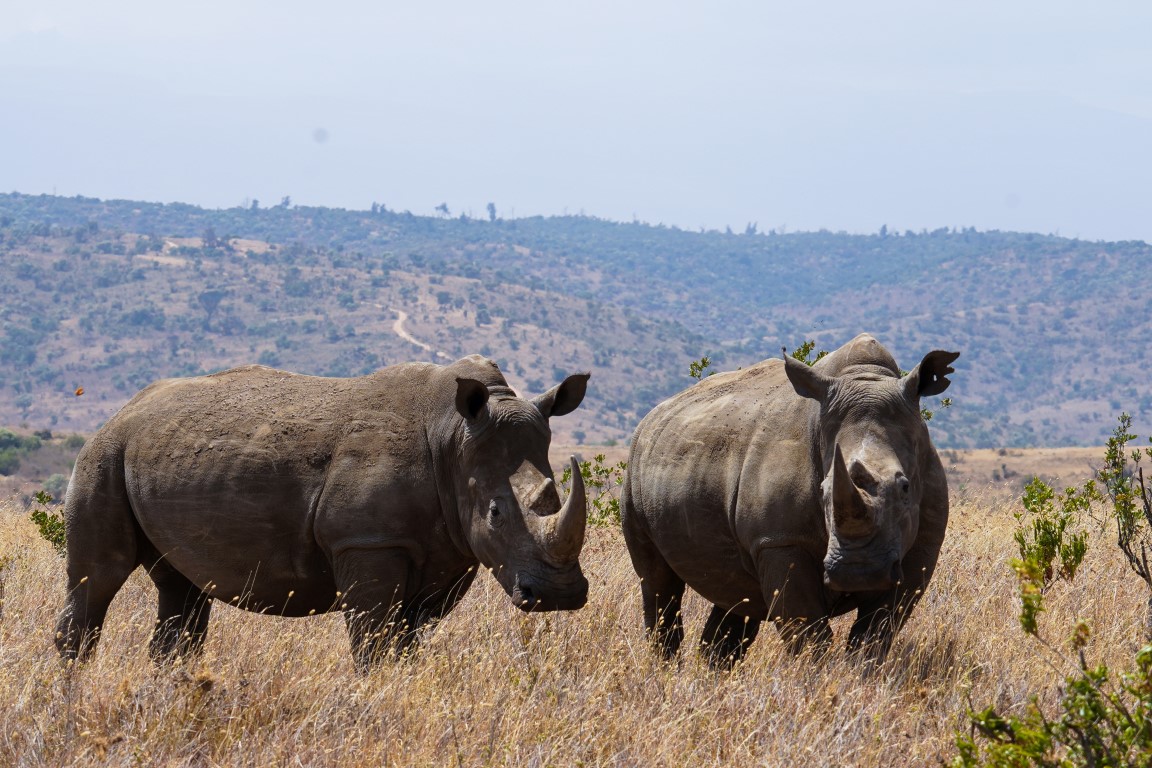 Black Rhino Tracking With Saruni