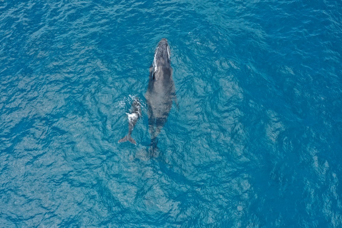 Humpback Whale Watching Experience