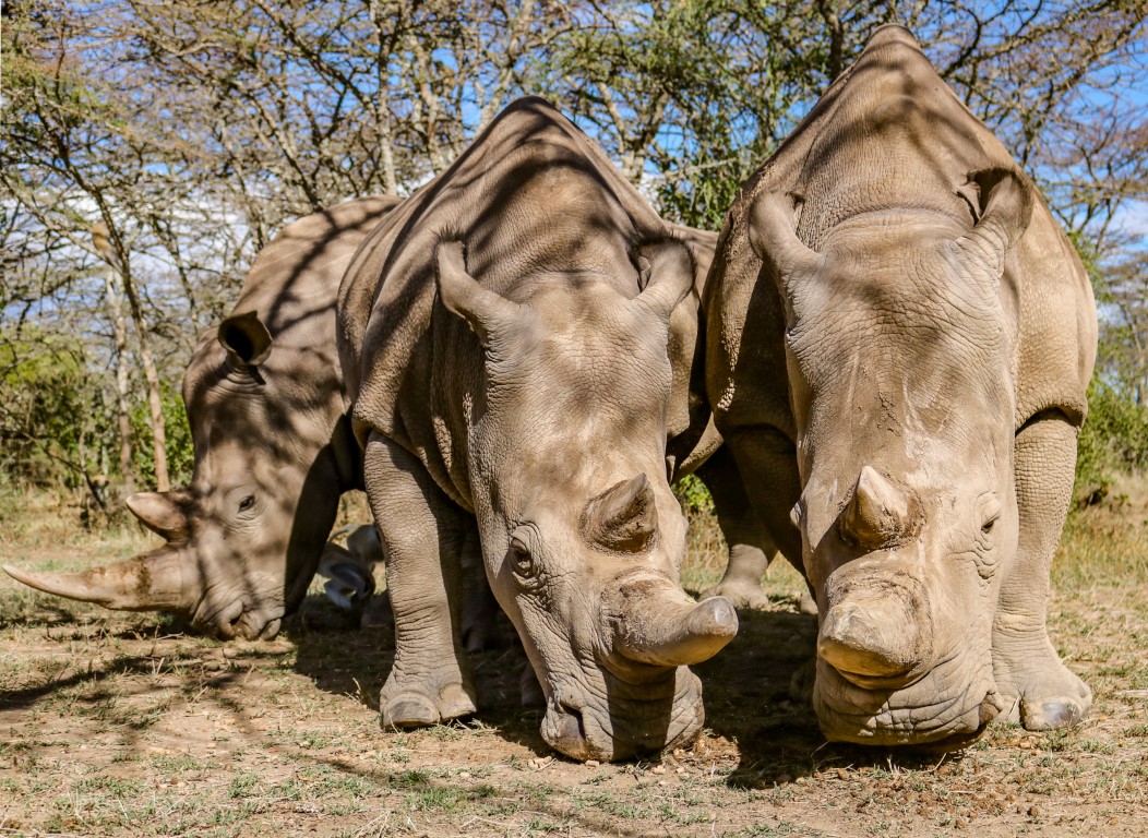 Meet The Last Two of The Northern White Rhino
