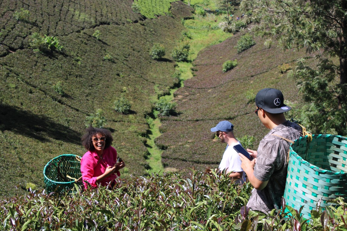 Purple Tea Farm Experience