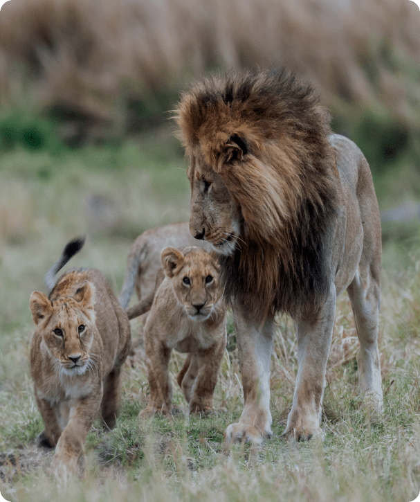 Big Cat Safari Experience