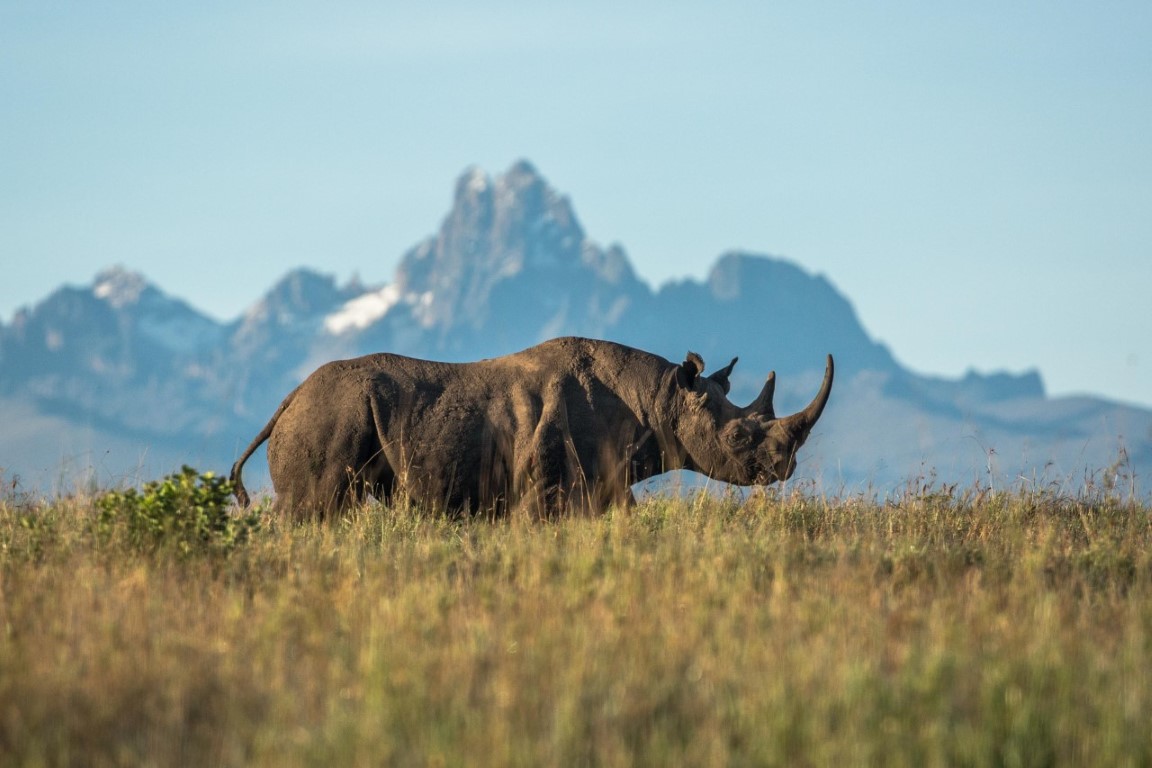 Rhino Tracking Experience