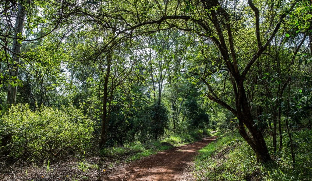 Arabuko sokoke forest