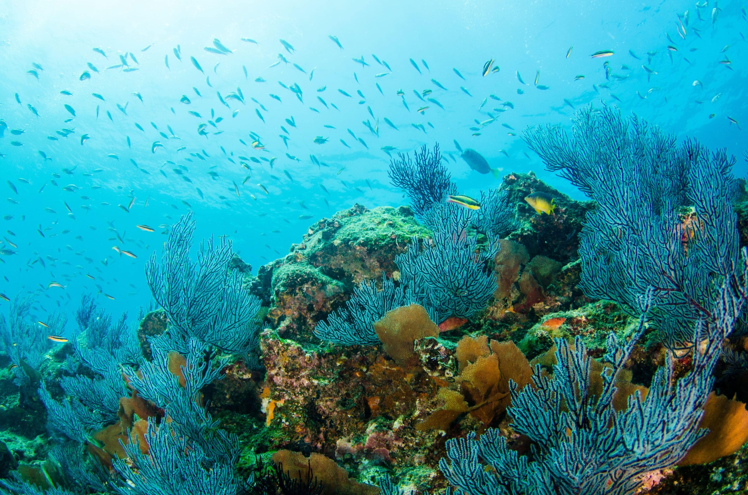 Kisite Mpunguti Marine Park & Reserve